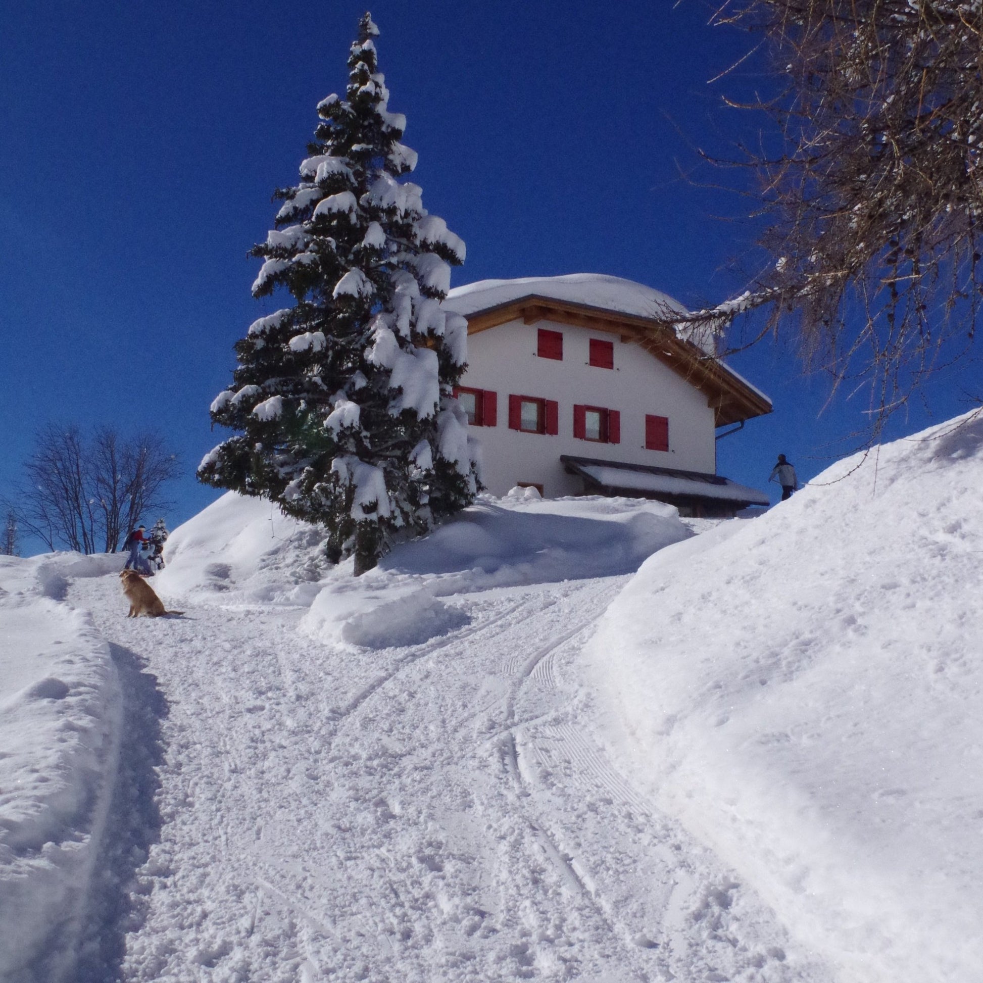 Ciaspolata notturna al rifugio Carestiato - laguidalpina.it - Guida Alpina Cristiano Gregnanin