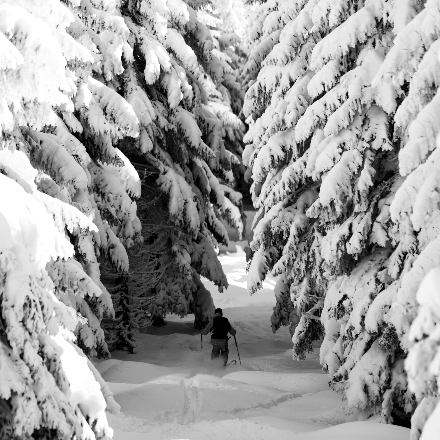 Corso base - scialpinismo - laguidalpina.it - Guida Alpina Cristiano Gregnanin